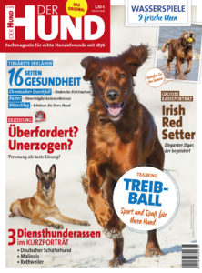 DerHund_816_Cover